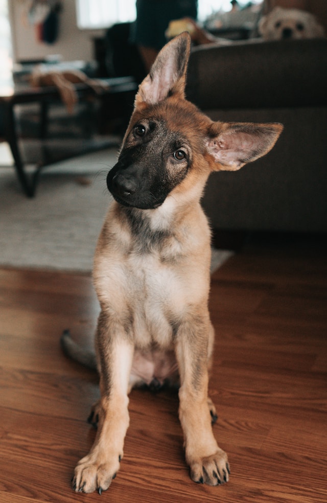 Dog-img