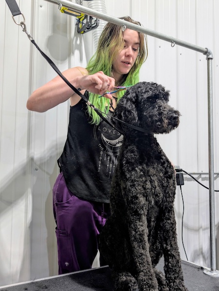 Dog-img