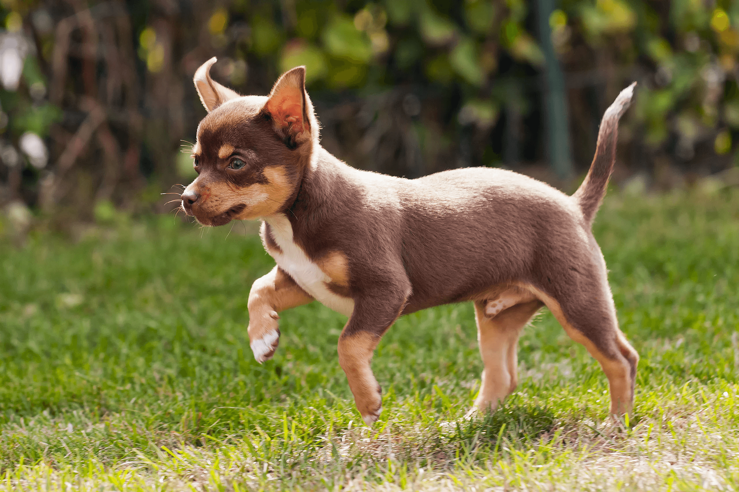 Breed dog img