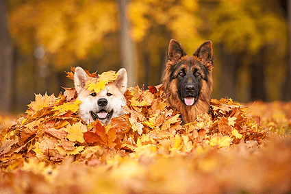 dog-img