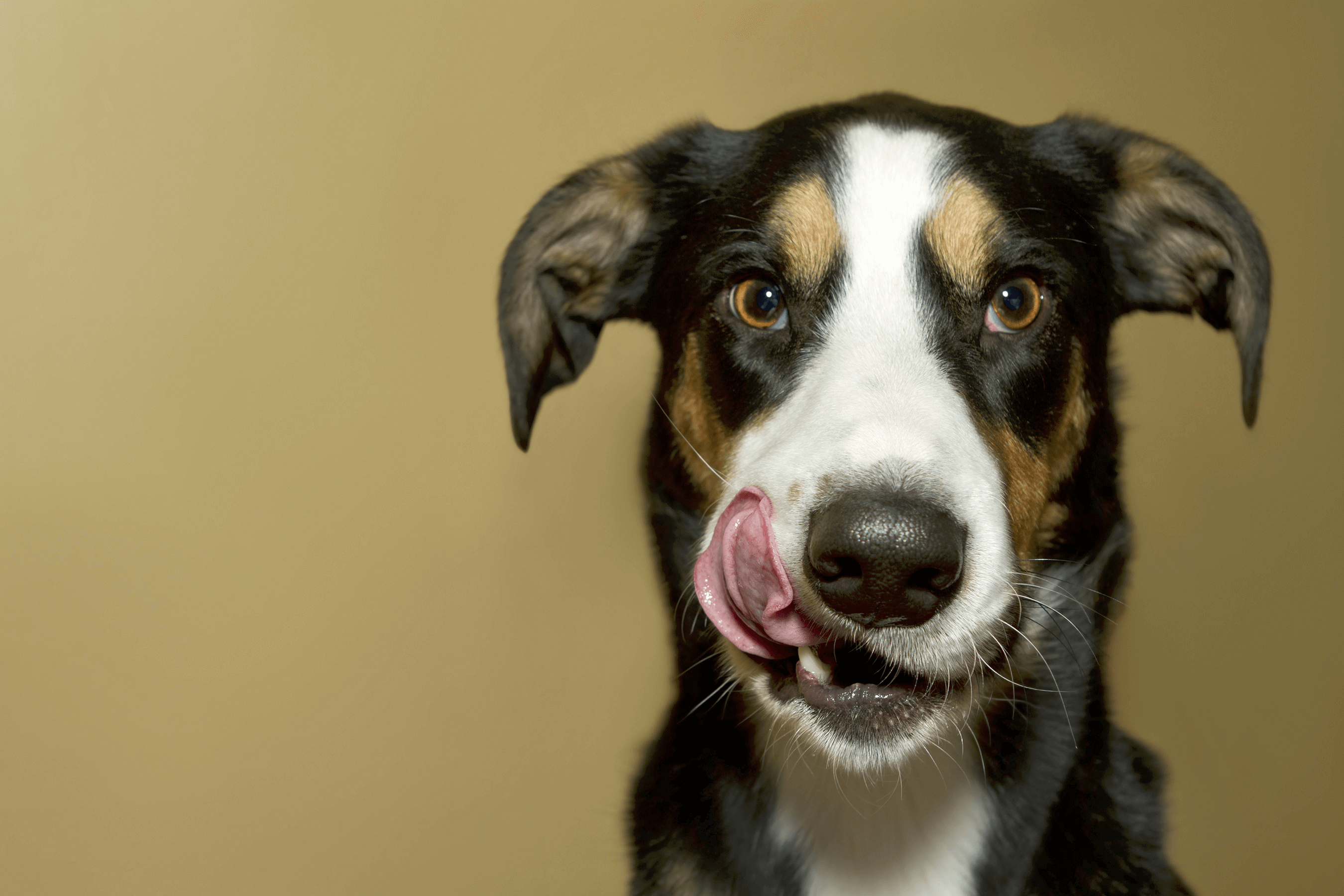 dog-img
