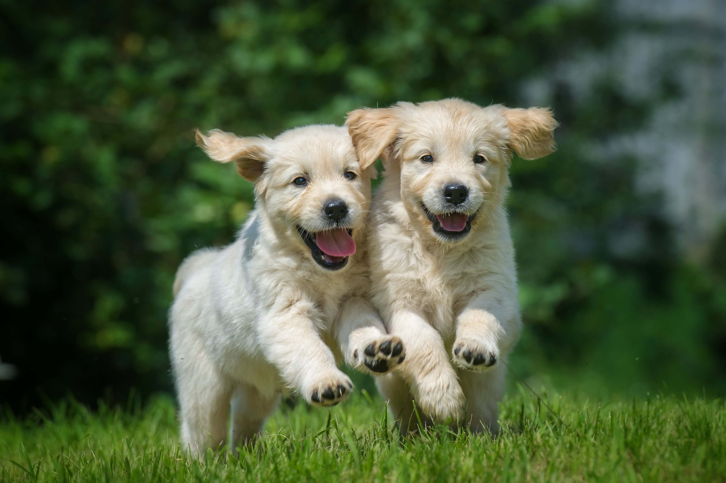 Dog img