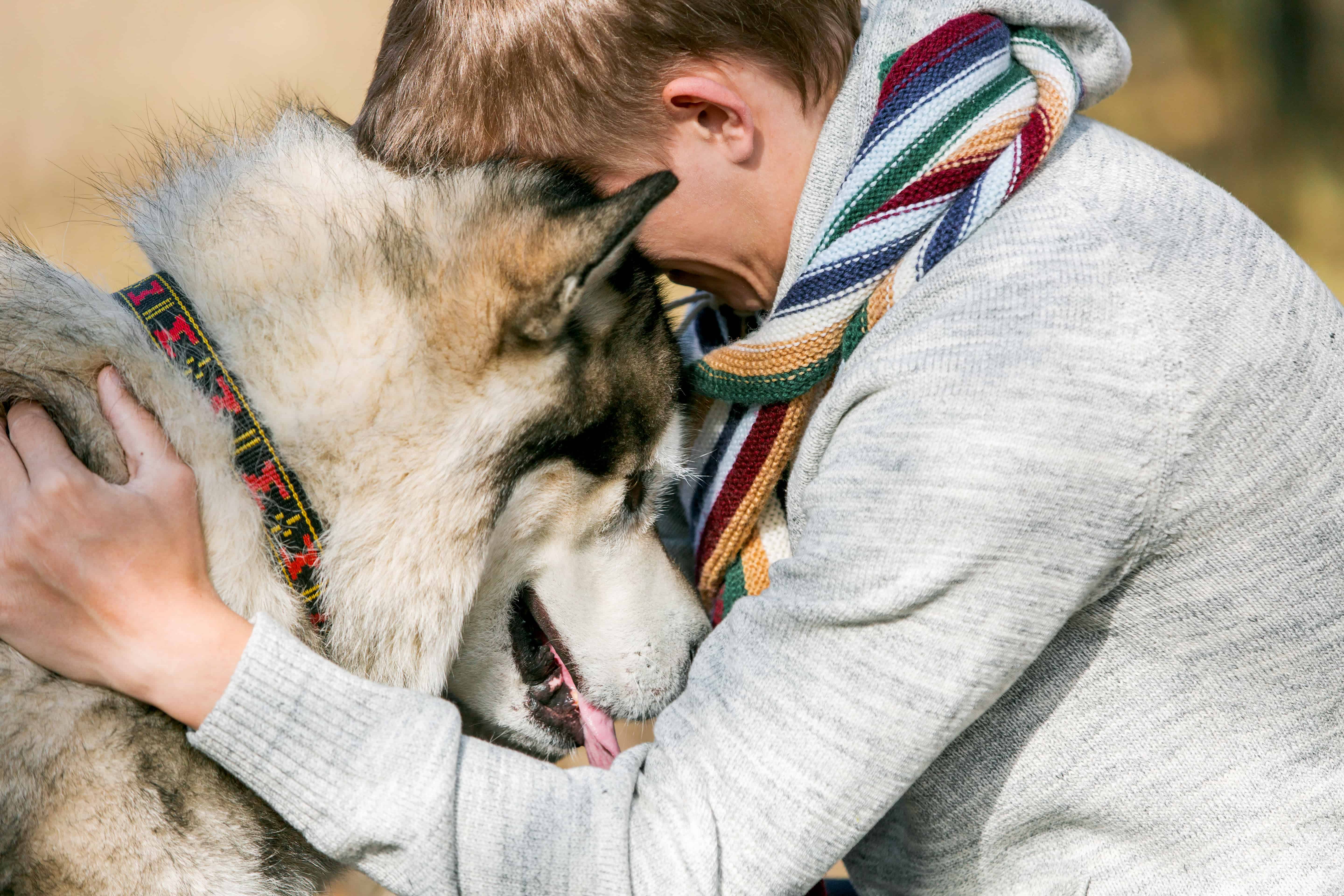 Dog img